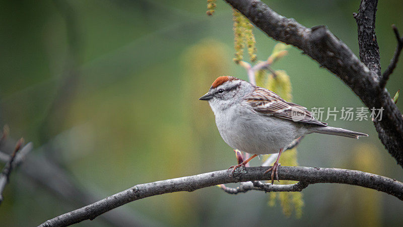 残酷的家庭，(Spizella passerina)，切麻雀。